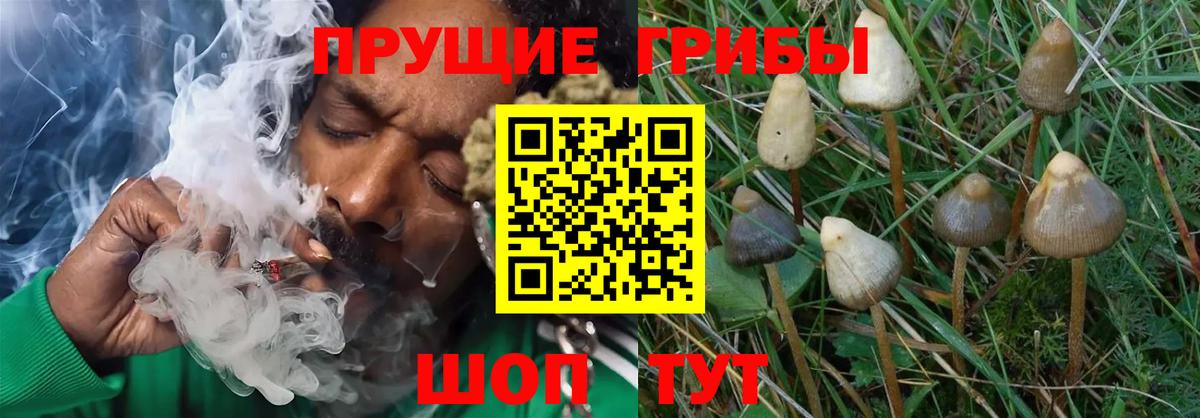 Галлюциногенные грибы Cubensis  дарнет шоп  Псилоцибиновые грибы Psilocybine cubensis  Майкоп  Вход с VPN 